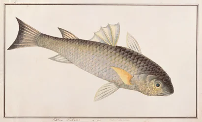 Mújol gris, de Dibujos de peces de Malaca, c.1805-18